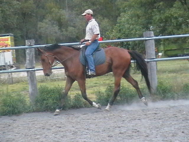 Equine Starting and Re-Education