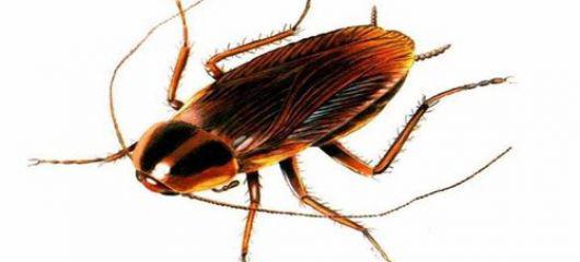 Assassinator Pest Management: Perth