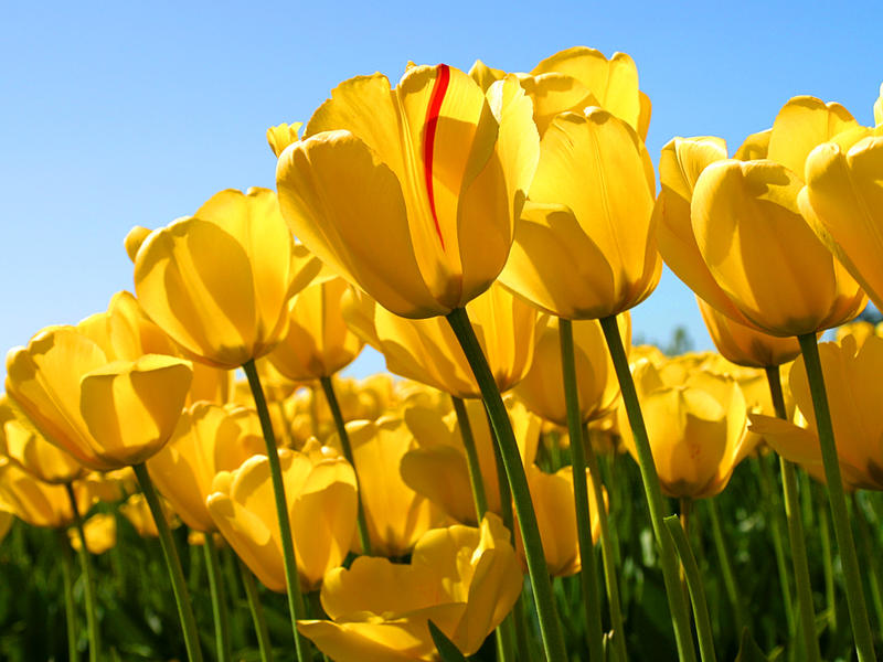 Spring Cleaning Services