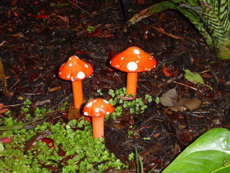 Magic-Mushies