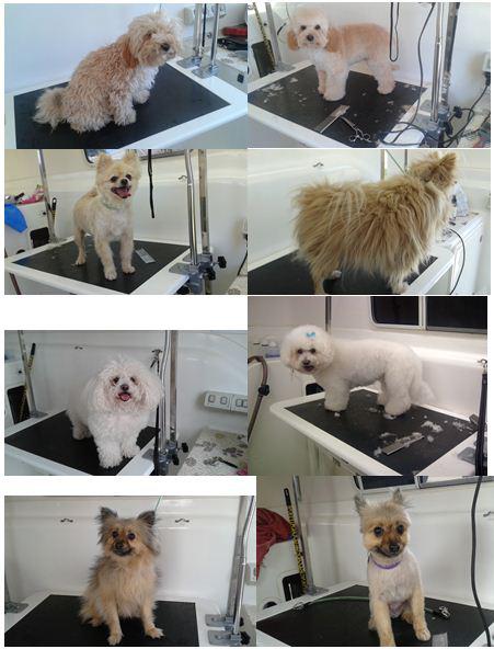 Coco Dog Spa
