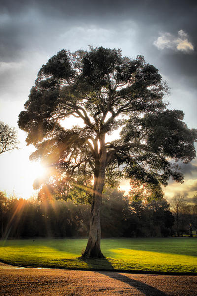 Lucid Psychotherapy and Counselling