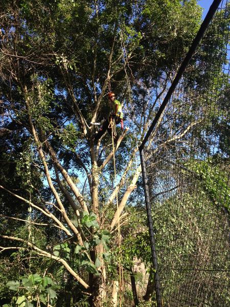 Up Top Tree Services 