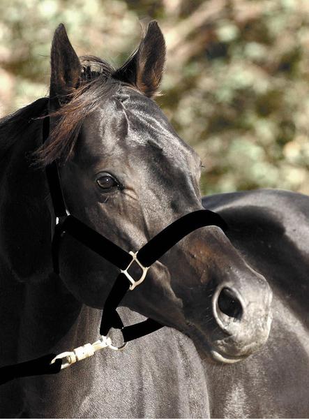 Colomina Stud & Racing Stable