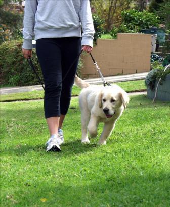 Dog Walking Perth