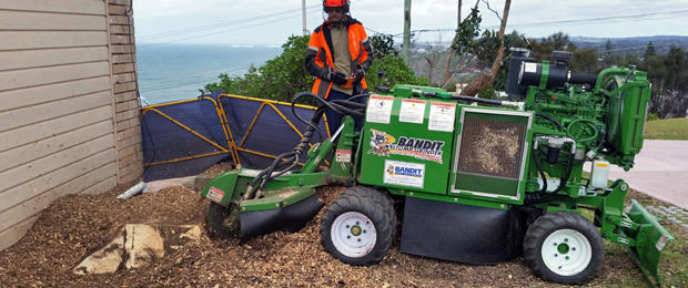 Northern Beaches Stump Removal