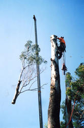 Antique Tree Felling