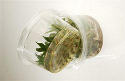 Plant Biotech