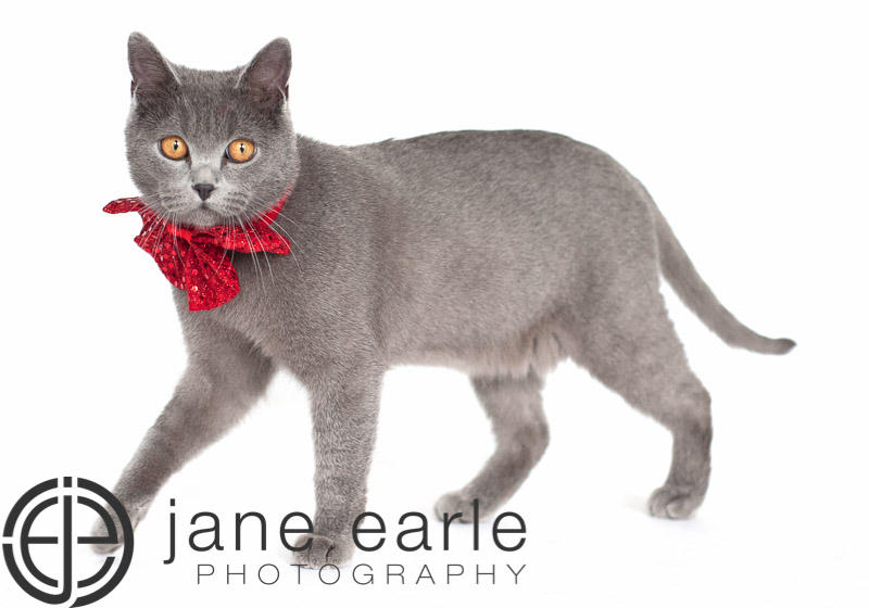 Jane Earle Photography