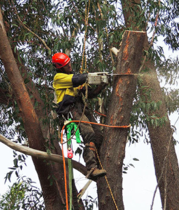 Branching Out Tree Care