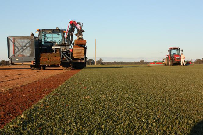 Kentucky Turf Nursery Pty Ltd