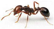 Defense Pest Control