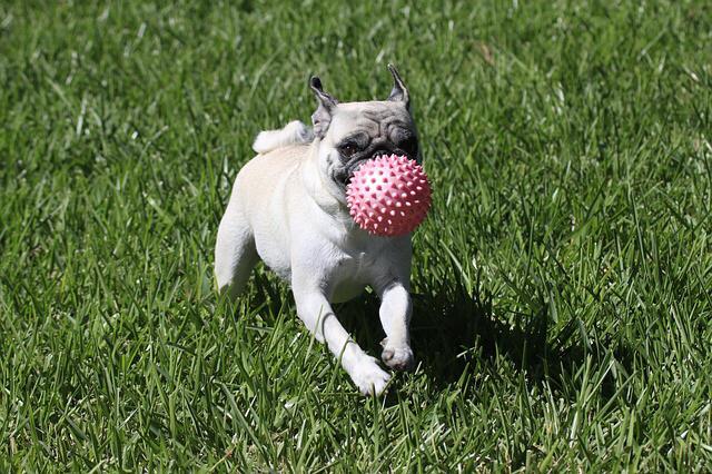 Janine's Dog Etiquette Training