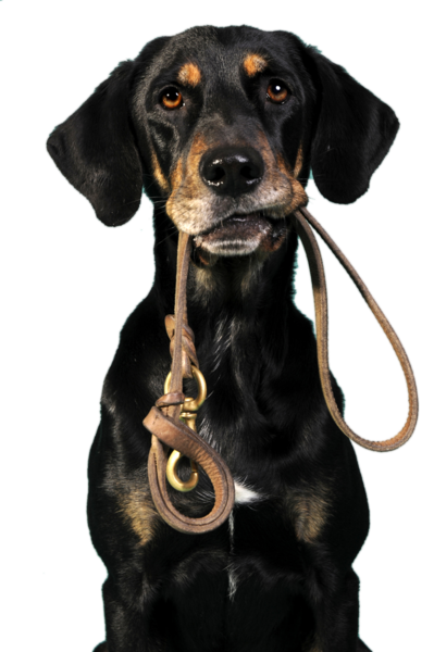 Perth K9 Coach