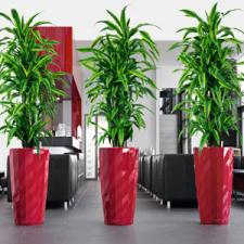 Foliage Indoor Plant Hire