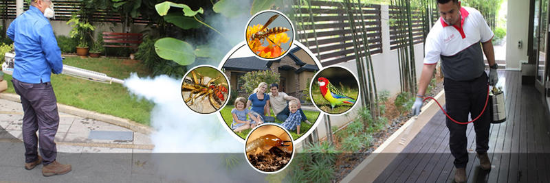 Bayswater Pest Control: Wantirna