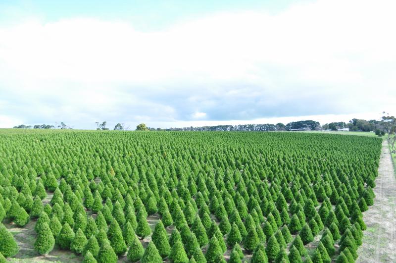 Colac Christmas Tree Farm