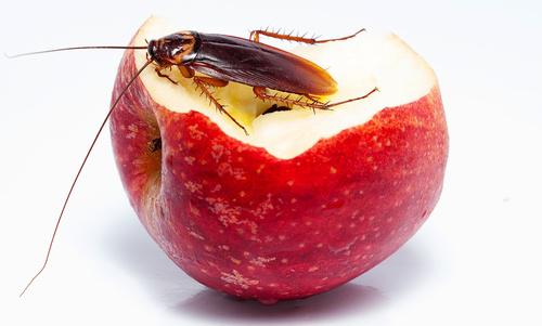Gold Coast Pest Services