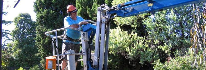 A Bark Up The Right Tree