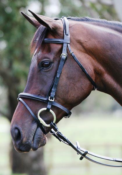 Europa Saddlery Warehouse Direct