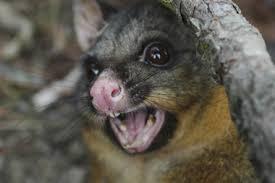 Possum Stopper: Lakemba
