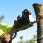Evolution Tree Surgeon: Kings Park