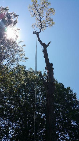Twisted Twig Tree Service