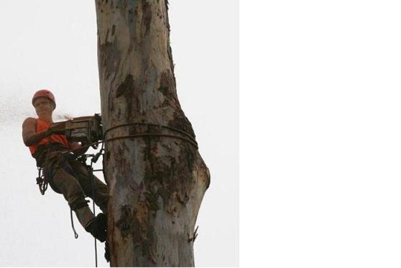 Central Tree Recycling