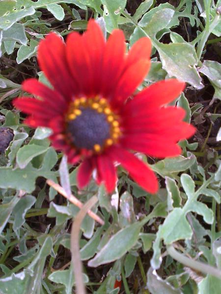 Meyer Nurseries