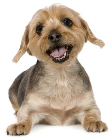 Kate's Waggy Tails