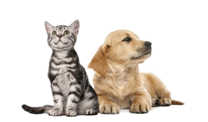 Daily Visits Holiday Pet Care