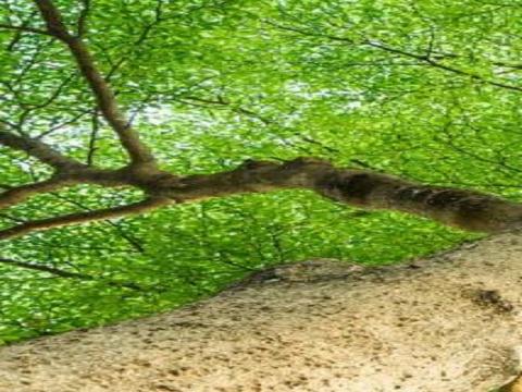 Kennedy Tree Services