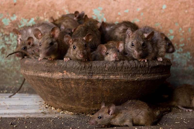 Rats Pest Control: Perth