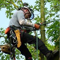Fifteenfeet Tree Maintenance