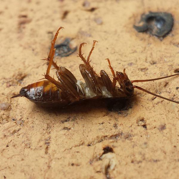 PestCorp Australia
