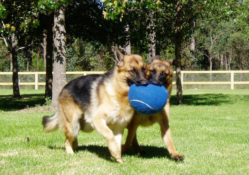 Stay N Play K9 Resort