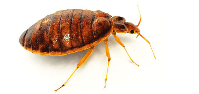 Bed Bug Pest Control