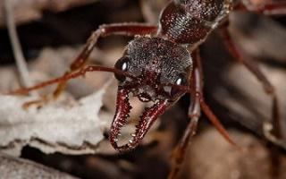Ranger Pest Control
