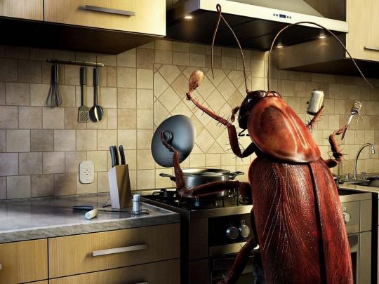 Allrid Pest Services