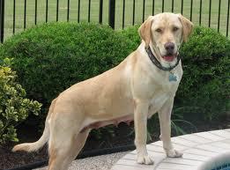 Dog Grooming and Obedience Home Service