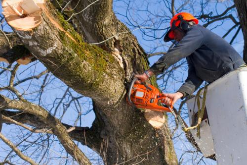 Tree Lopping Brisbane North
