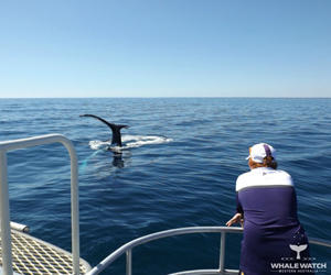 Whale Watch Western Australia