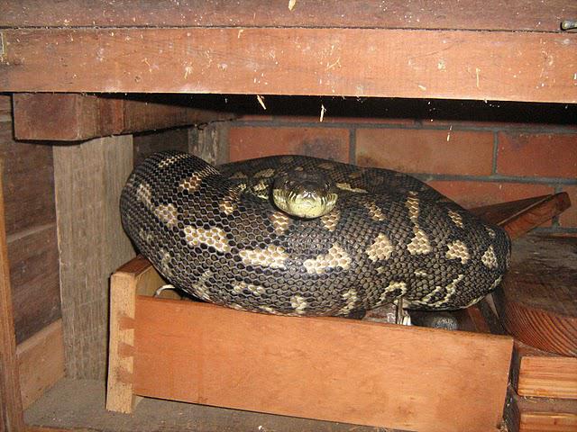 Brisbane Snake Removals