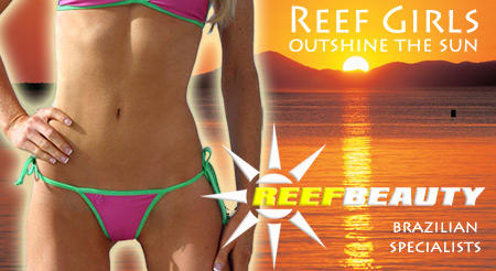 Reef Beauty: Southport