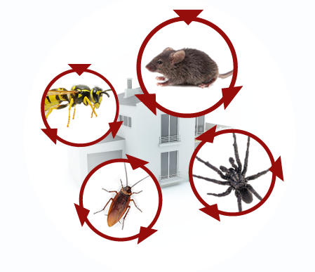 All U Need Pest Control