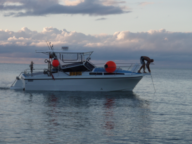 TomKat Line Fish