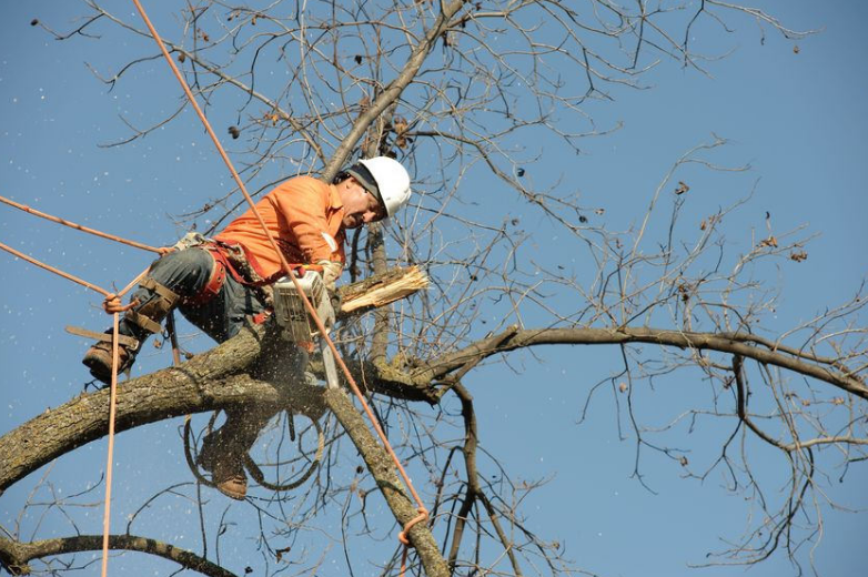 Caboolture Tree Removal: Burpengary