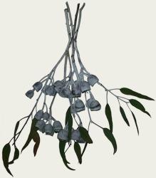 Eucalyptus Balance and Wellbeing