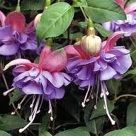 Brenlissa Fuchsia Nursery