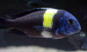 Aquamania Fish Solutions